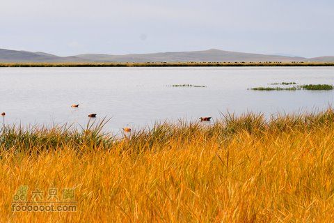 甘南扎尕那之旅DSC_7864