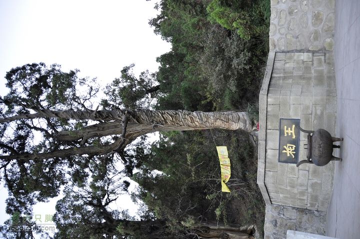 卦山东山-白塔-红墙-药王庙-景区（逃票路线）柏树王，一千多年了