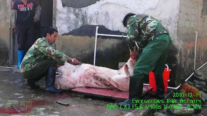 2010 12 19惠洲博羅 -柏塘鎮 > 鵝寨 > 橫河鎮P1340982