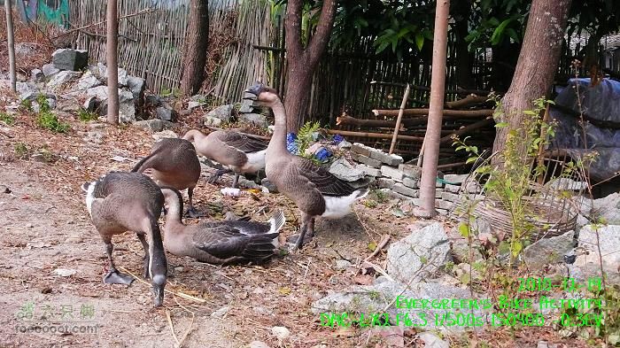 2010 12 19惠洲博羅 -柏塘鎮 > 鵝寨 > 橫河鎮P1340983