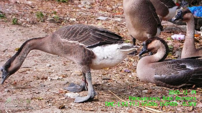 2010 12 19惠洲博羅 -柏塘鎮 > 鵝寨 > 橫河鎮P1340984