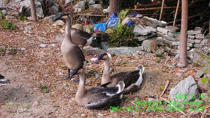 2010 12 19惠洲博羅 -柏塘鎮 > 鵝寨 > 橫河鎮P1340985