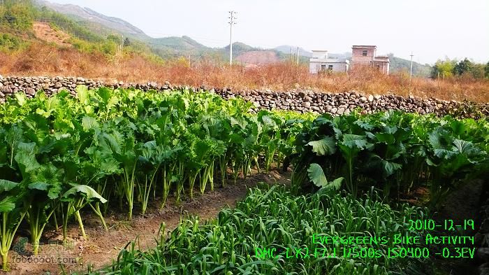 2010 12 19惠洲博羅 -柏塘鎮 > 鵝寨 > 橫河鎮P1340992