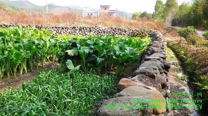 2010 12 19惠洲博羅 -柏塘鎮 > 鵝寨 > 橫河鎮P1340993