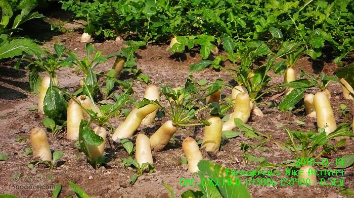 2010 12 19惠洲博羅 -柏塘鎮 > 鵝寨 > 橫河鎮P1340994