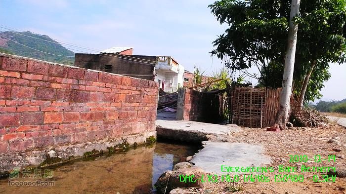 2010 12 19惠洲博羅 -柏塘鎮 > 鵝寨 > 橫河鎮P1340996