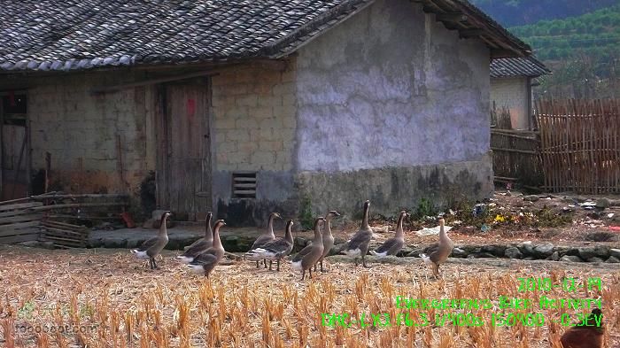 2010 12 19惠洲博羅 -柏塘鎮 > 鵝寨 > 橫河鎮P1350001