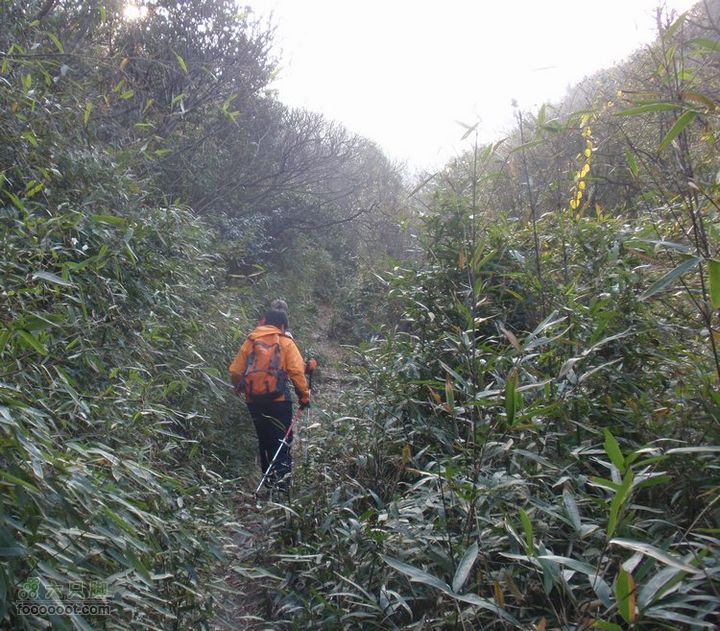 邵岙湖、岗墩、桐岭、阳觉殿绕圈路线古道边多小竹。