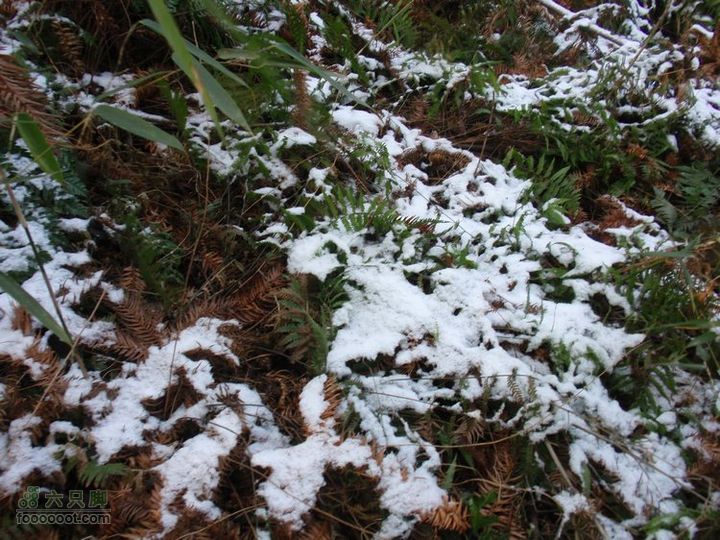 邵岙湖、岗墩、桐岭、阳觉殿绕圈路线雪