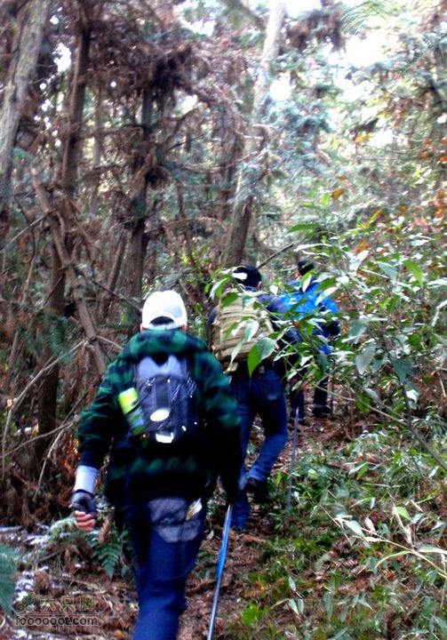 邵岙湖、岗墩、桐岭、阳觉殿绕圈路线杉树林