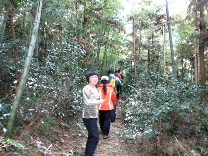 邵岙湖、岗墩、桐岭、阳觉殿绕圈路线杉树林、竹林和茶叶林混在一起。
