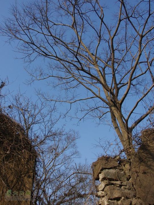 邵岙湖、岗墩、桐岭、阳觉殿绕圈路线八卦亭里的树