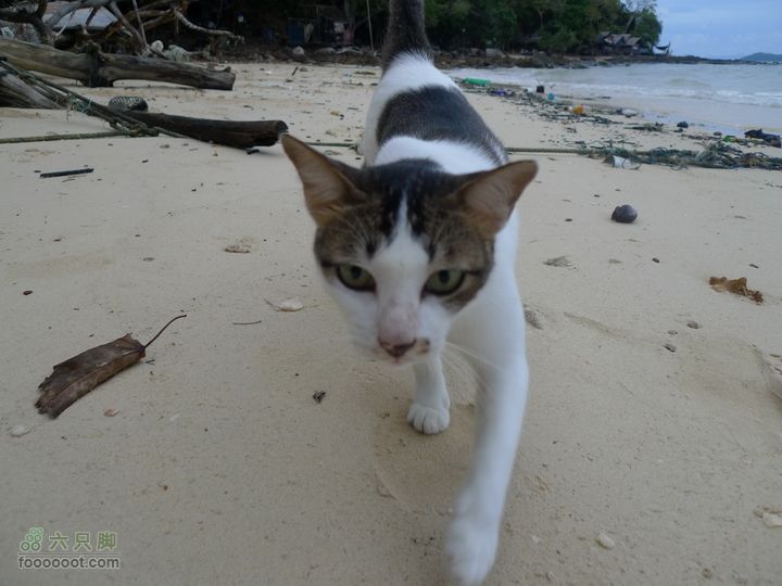 普吉pp岛曼谷11日自助游，全程GPS轨迹+照片它一直跟着我，一直到走到酒店的这片沙滩上