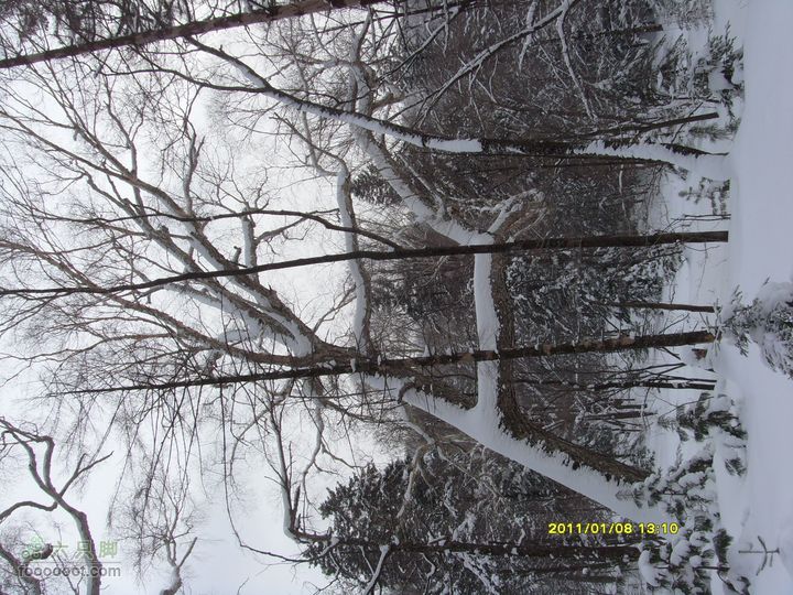 吉林市户外知己--风雪鹿角沟怪树