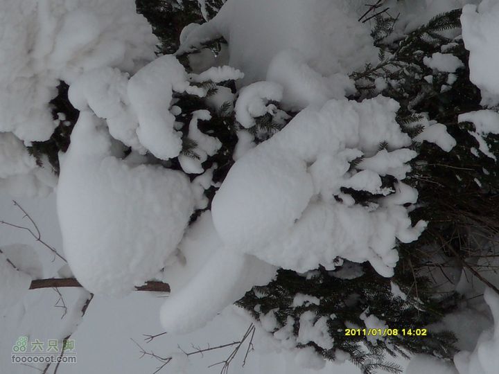 吉林市户外知己--风雪鹿角沟S73R0057