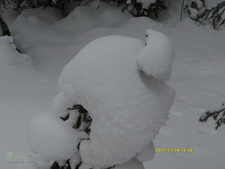 吉林市户外知己--风雪鹿角沟雪鸟