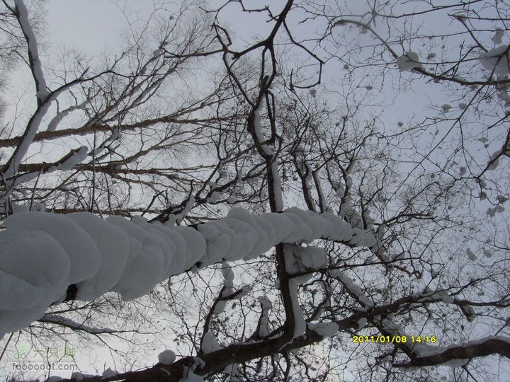吉林市户外知己--风雪鹿角沟S73R0063