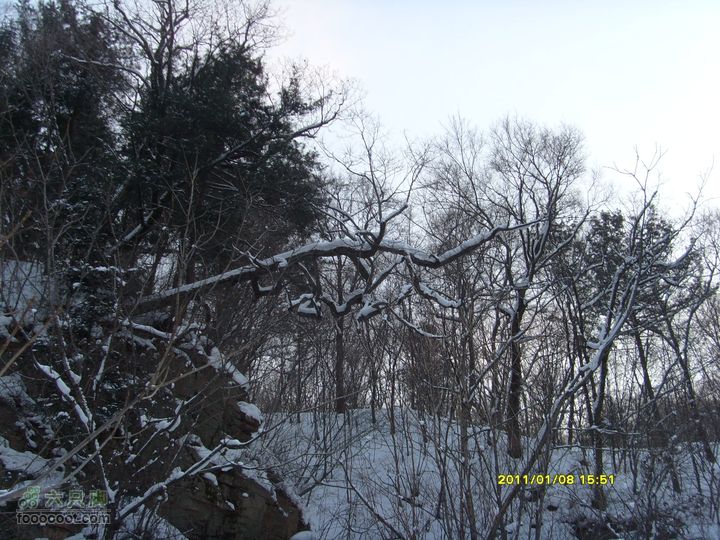 吉林市户外知己--风雪鹿角沟悬崖上横着生长的树木