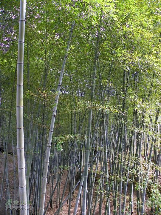 福鼎太姥山2011_0102_115750