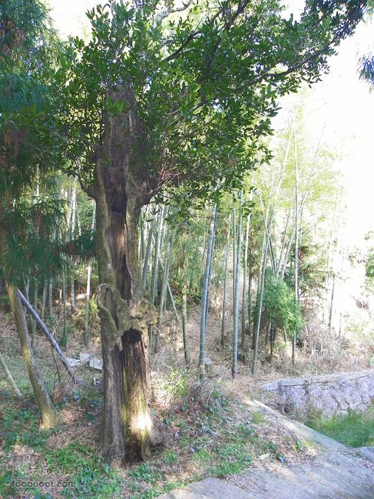 福鼎太姥山2011_0102_143636