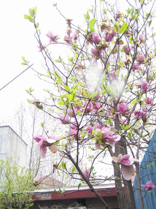 2008-4-4临潼-蓝田环骑100_8128