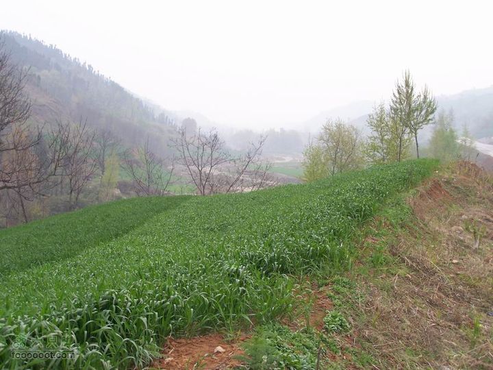 2008-4-4临潼-蓝田环骑100_8166
