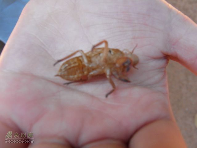 六只脚最长行程——柬埔寨暹粒四日游全程记录RIMG0171