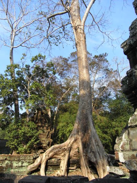 六只脚最长行程——柬埔寨暹粒四日游全程记录RIMG0513