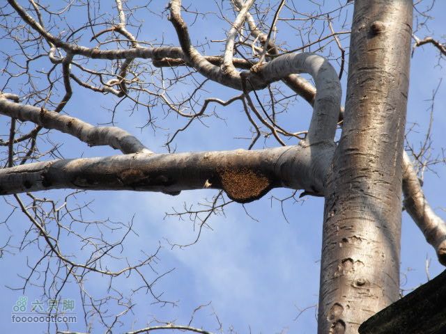 六只脚最长行程——柬埔寨暹粒四日游全程记录RIMG0489