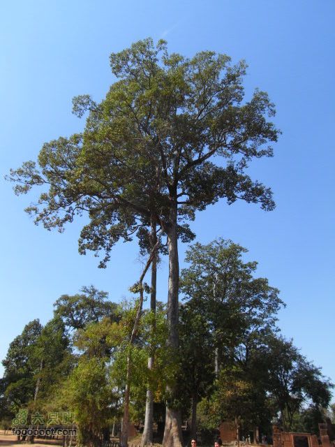 六只脚最长行程——柬埔寨暹粒四日游全程记录RIMG0589