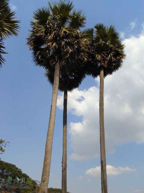 六只脚最长行程——柬埔寨暹粒四日游全程记录RIMG0683