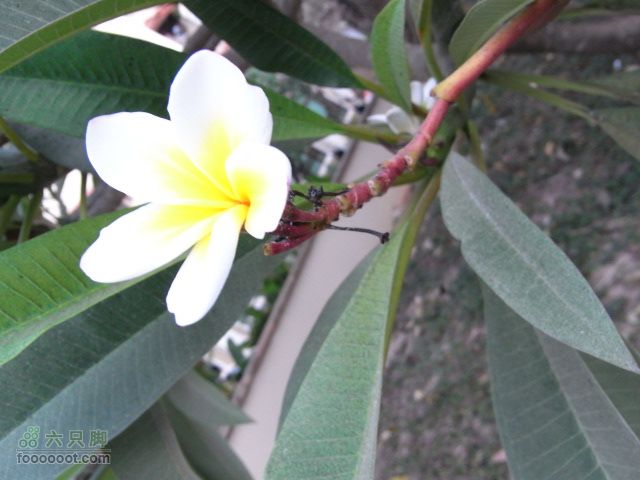 六只脚最长行程——柬埔寨暹粒四日游全程记录RIMG1748