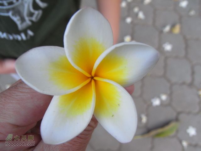 六只脚最长行程——柬埔寨暹粒四日游全程记录RIMG1754