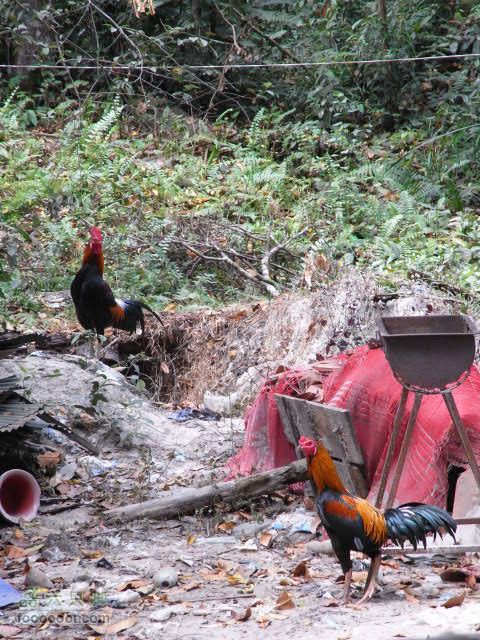 六只脚最长行程——柬埔寨暹粒四日游全程记录RIMG1539