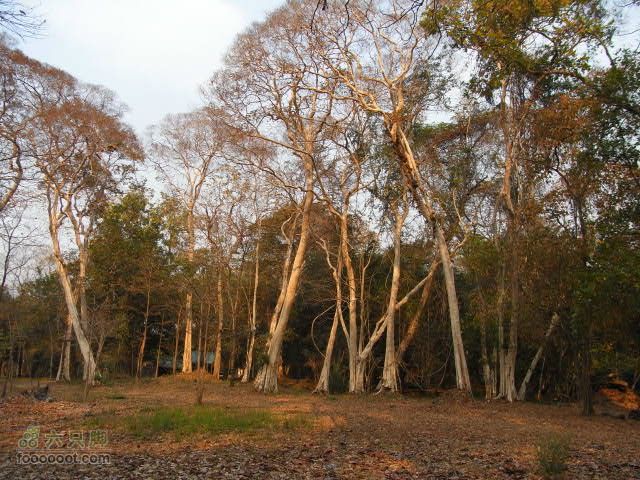 六只脚最长行程——柬埔寨暹粒四日游全程记录RIMG0416