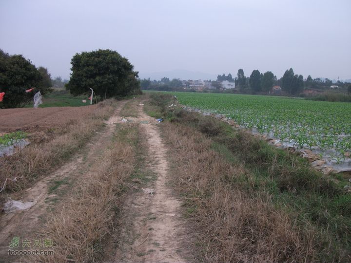 20110305广东3号绿道(苏村-罗阳-江北段)这段路在农田里穿过