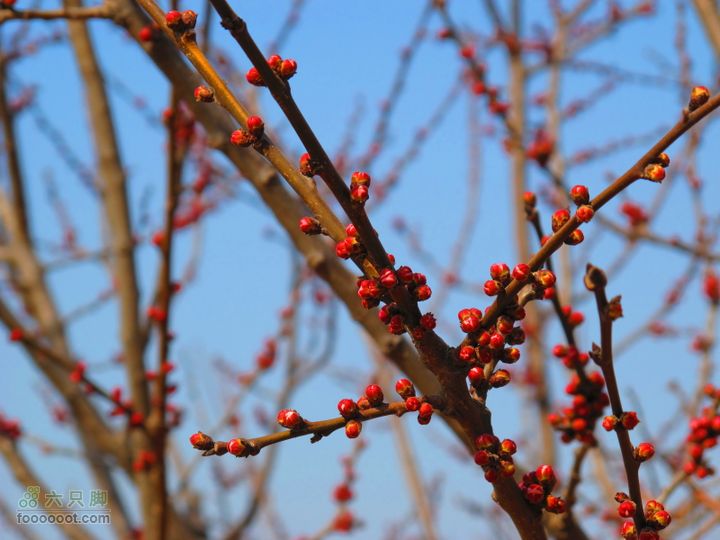 2011-3-12独骑白鹿塬待放的桃花