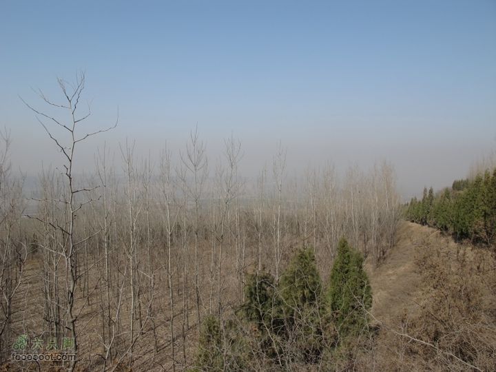 2011-3-12独骑白鹿塬时而会有锦鸡飞出