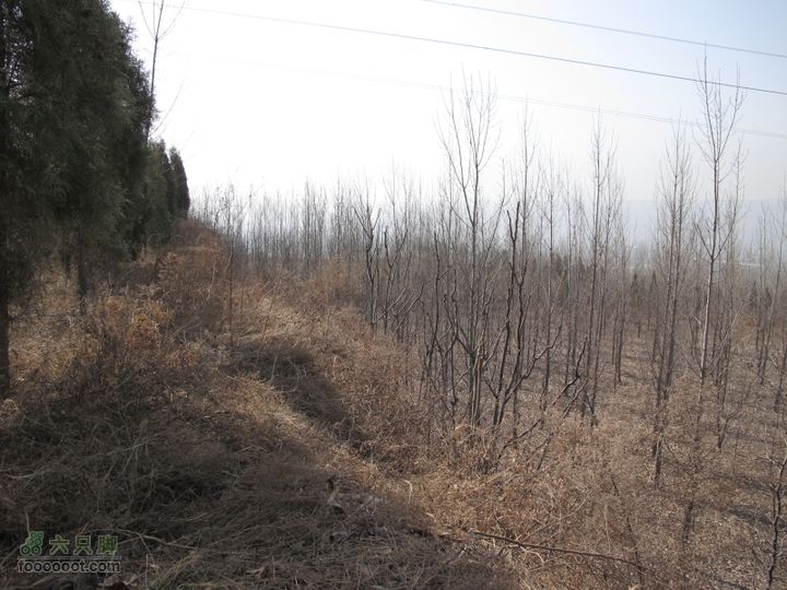 2011-3-12独骑白鹿塬要是树都绿了，就美了 