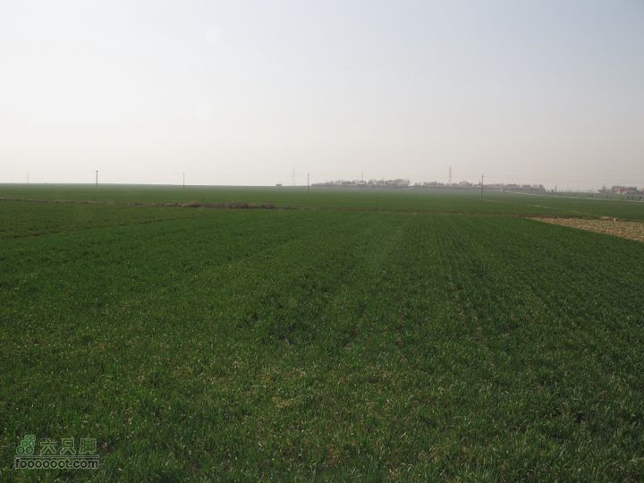 2011-3-12独骑白鹿塬塬上田野