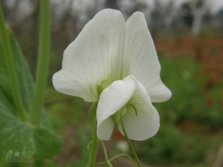 为了那片片的金黄——骑行绿博园赏油菜花P3130845