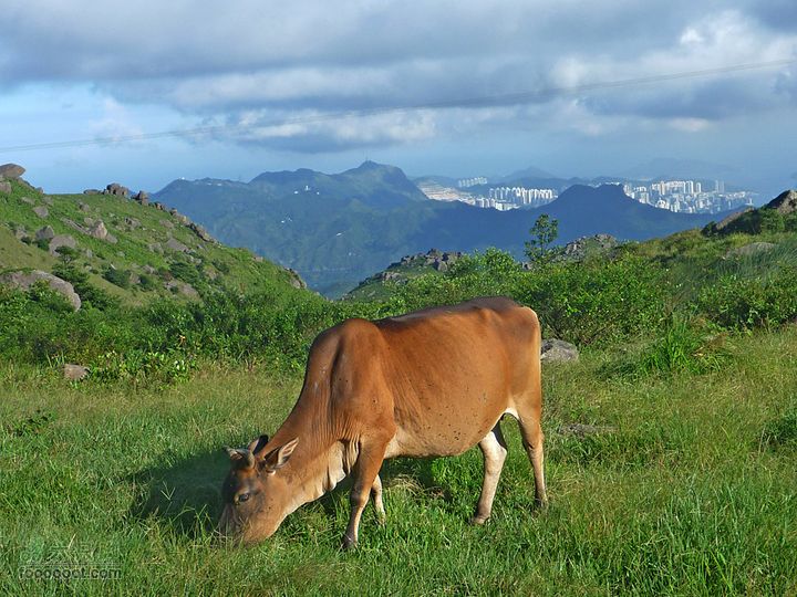 20100915大帽山荃灣aP1030734