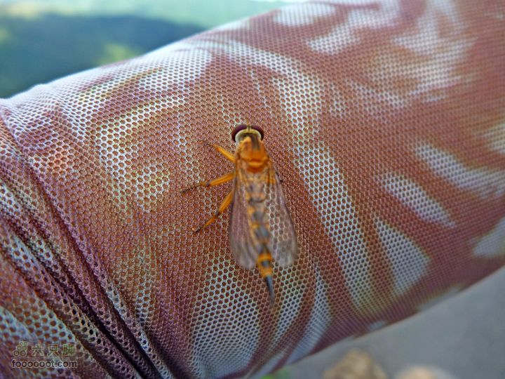 20100915大帽山荃灣aP1030759