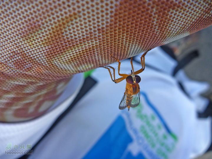 20100915大帽山荃灣aP1030762