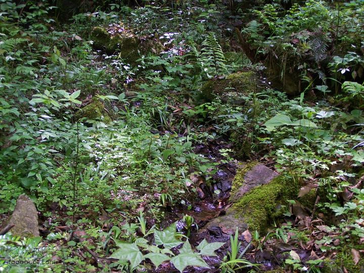 2007.5.1游览光雾山2D100_5222