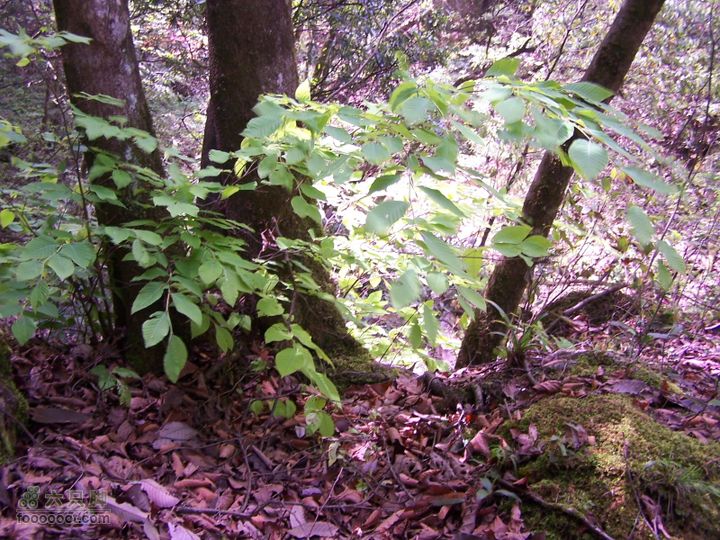 2007.5.1游览光雾山2D100_5229