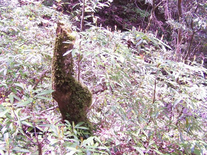 2007.5.1游览光雾山2D100_5232