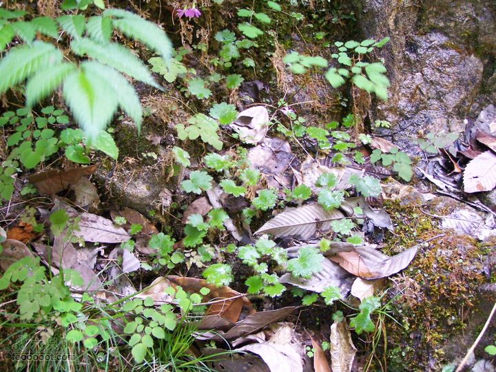 2007.5.1游览光雾山2D100_5233