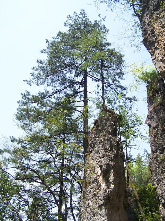 2007.5.1游览光雾山2D100_5252