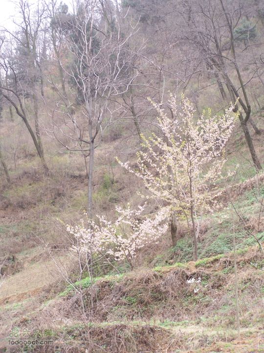 2009.3.21石砭峪采青100_1320